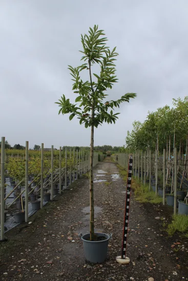 Châtaigner 'Marsol' — Pot 30L Tige 6/8