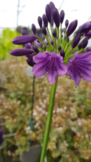 Agapanthus 'Poppin' purple'