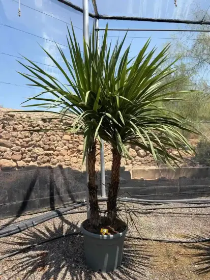 Cordyline indivisa (Cordyline indivisia) — grand sujet à plusieurs troncs en pot · Pot 70L