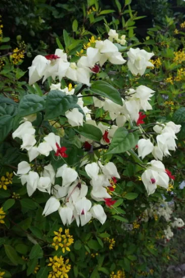 Clérodendron grimpant