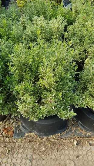 Fusain du japon 'Micro albovariegatus' (Euonymus japonicus) — arbuste compact au feuillage vert panaché en pot · Pot 8L Touffe