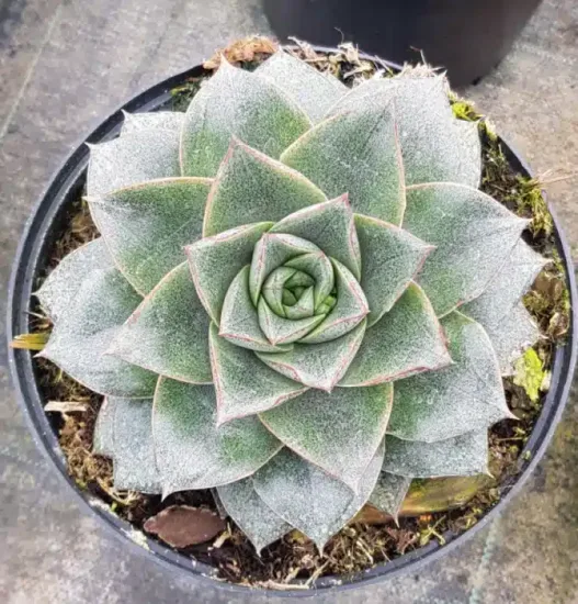 Echeveria ' ' — Pot 2.5L