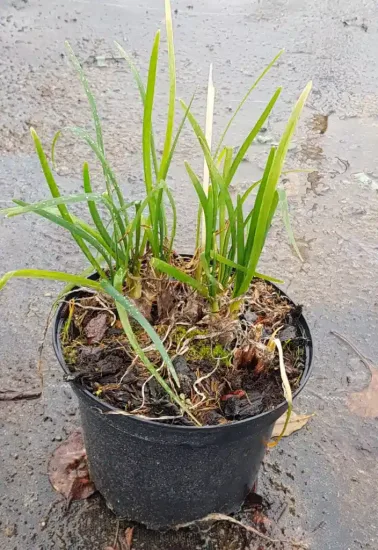 Tulbaghie violette (Tulbaghia violacea) — touffes de feuilles étroites vertes dans un pot noir · Pot 2.5L