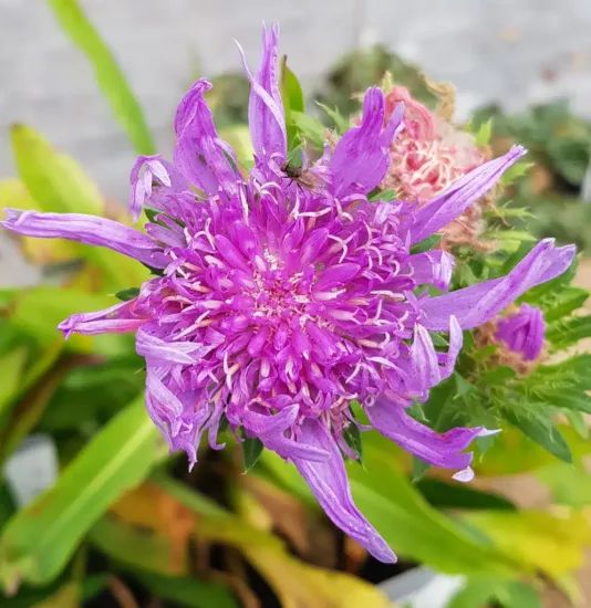 Bleuet d'amérique 'Blue star'