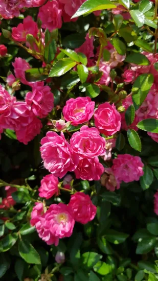 Rosier couvre-sol 'The fairy rose' (Rosa)