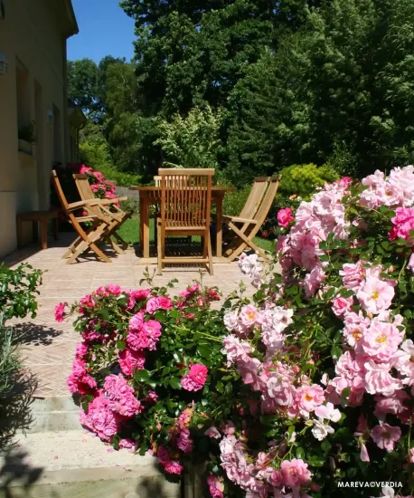 Rosier 'Mareva rose tendre '