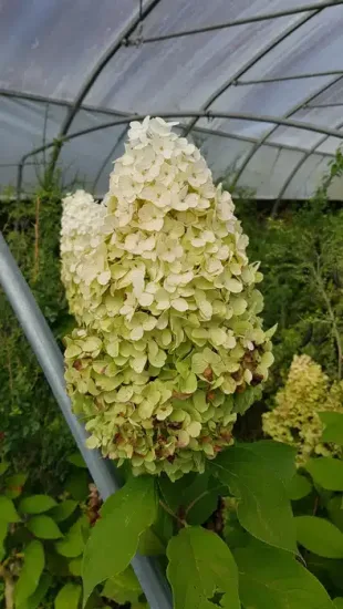 Hortensia paniculé 'Hercules'