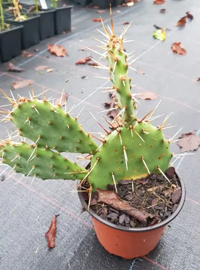Opuntia  polyacantha
