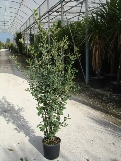 Chêne vert (Quercus ilex) — jeune arbre en pot sur allée de pépinière · Pot 15L