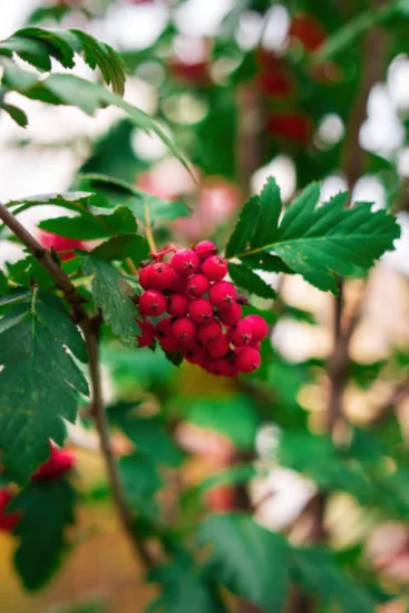 Sorbier des oiseleurs 'Red bird'