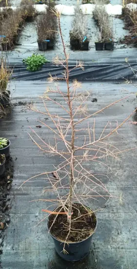 Mélèze du japon (Larix kaempferi) — jeune conifère dégarni en pot sur bâche · Pot 8L Baliveau