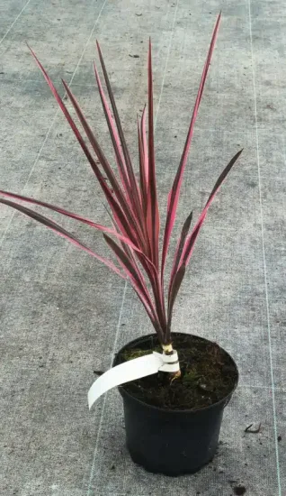 Cordyline australe 'Southern splendour'