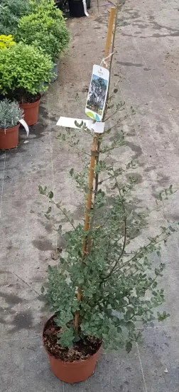 Chêne liège (Quercus suber) — jeune arbuste en pot avec tuteur et étiquette · Pot 3L Baliveau