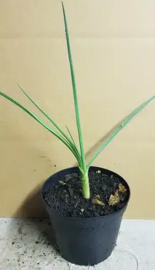 Ail d'ornement 'Forelock' — Pot 1.5L