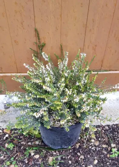 Bruyère d'hiver blanche 'Silbershmelze' (Erica × darleyensis) — touffe dense de petites fleurs blanches en pot · Pot 3L Touffe