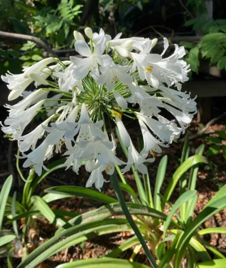 Agapanthe hybride 'Kilmurry blanche'