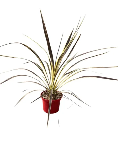 Cordyline 'Electric flash'