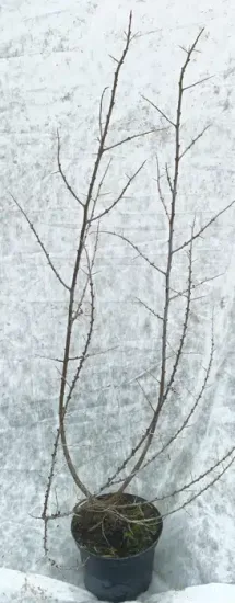 Argousier 'Askola  ♀' — Pot 3L Touffe