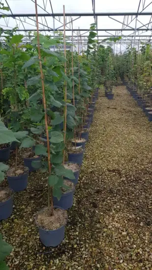 Tilleul à grandes feuilles (Tilia platyphyllos) — jeunes arbres alignés en pots de pépinière · Pot 8L Baliveau