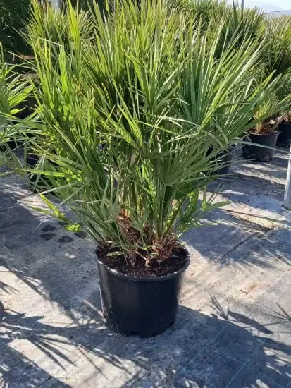Palmier nain (Chamaerops humilis) — feuillage vert dense dressé dans un pot noir · Pot 35L