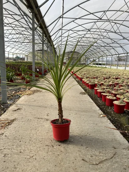 Cordyline — Pot 4L