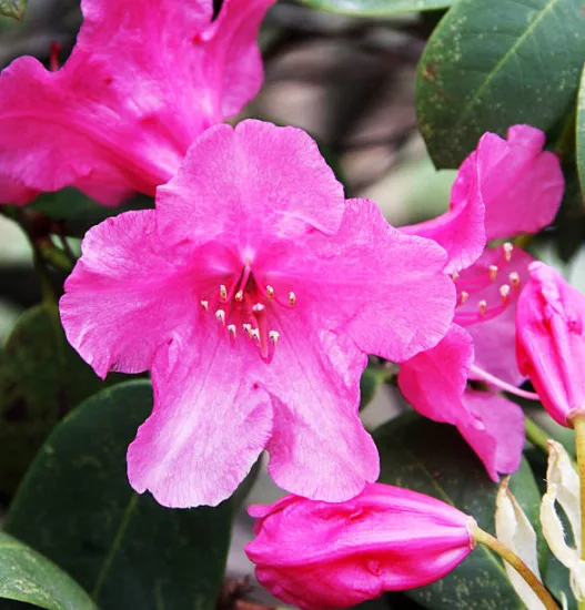 Azalée japonaise 'Carnival rose soutenu'