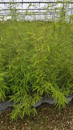 Bambou 'Campbell' (Fargesia robusta) — Pot 3L Touffe