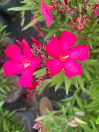 Laurier rose 'Maestro' (Nerium oleander) — gros plan de fleurs simples rose vif