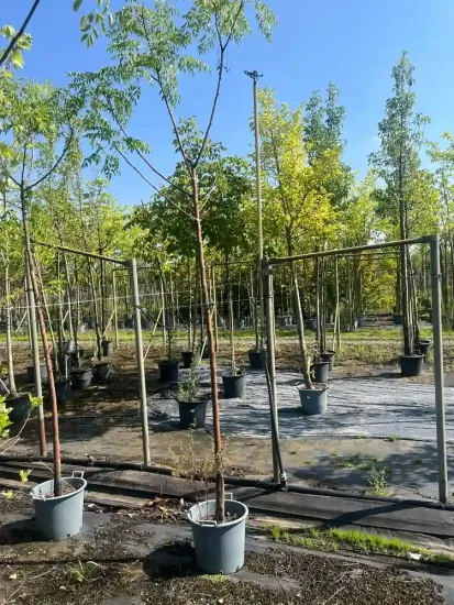 Lilas de perse — Pot 30L Tige 12/14