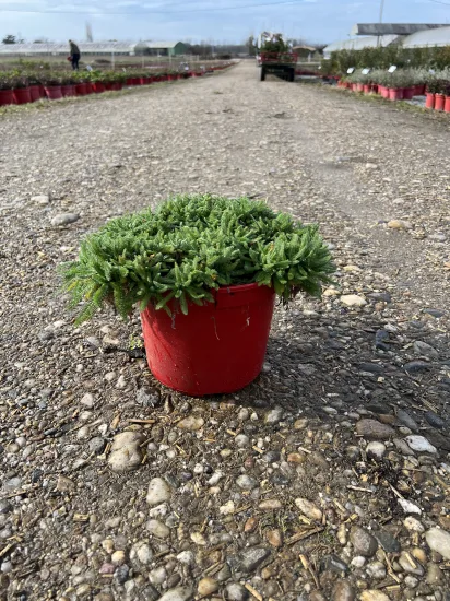 Achillée 'Yellow'' — Pot 4L