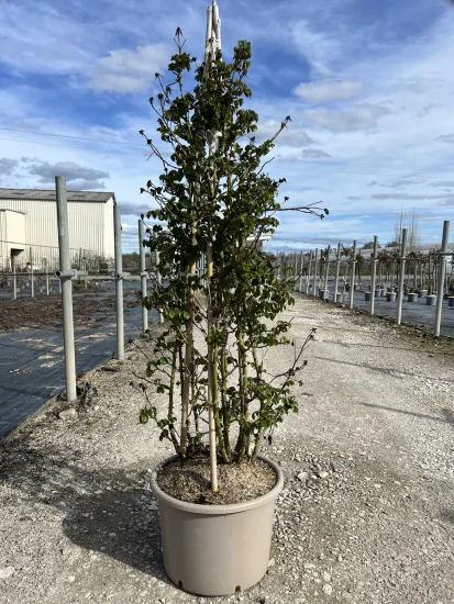 Rosier 'Chateau de cheverny ' — Pot 20L