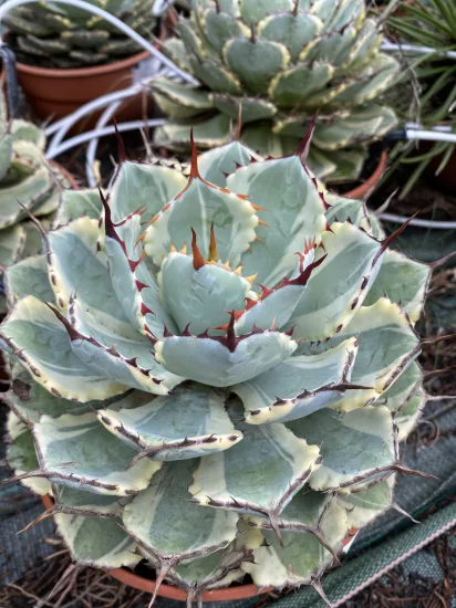 Agave 'Kissho kan' (Agave potatorum) — Pot 2.5L