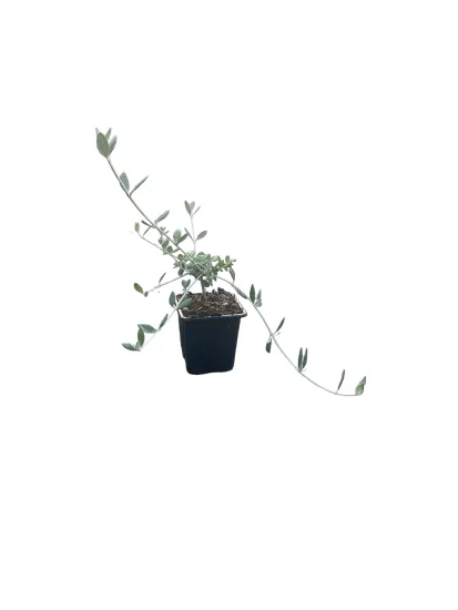Teucrium chamaedrys