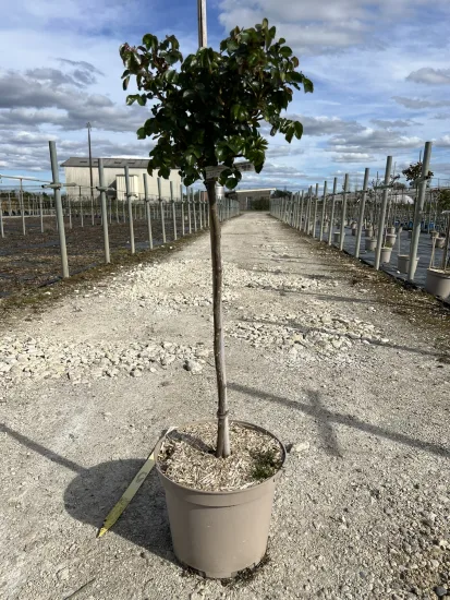 Rosier 'Dolce vita ' — Pot 10L Mini-tige