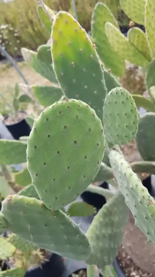 Oponce tomenteuse (Opuntia tomentosa) — raquette charnue de cactus aux aréoles espacées