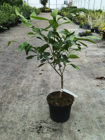 Bigarade — Pot 5L Tige