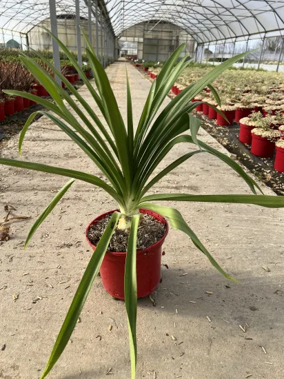 Agapanthe 'Enigma' — Pot 4L