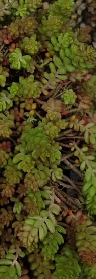 Orpin/sedum  'album coral carpet'