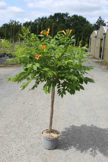 Bignone 'Gold trumpet creeper' — Pot 7.5L Tige