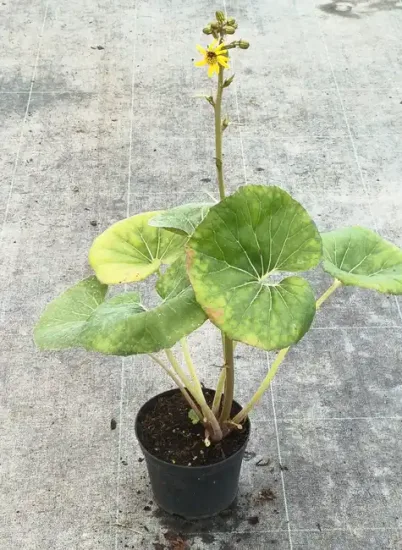 Plante panthère géante 'Gigantea' (Farfugium japonicum) — plante avec grandes feuilles rondes et tige fleurie · Pot 2.5L