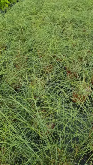 Genêt de syrie (Genista lydia) — multiples touffes de tiges fines vertes serrées · Pot 3L Touffe