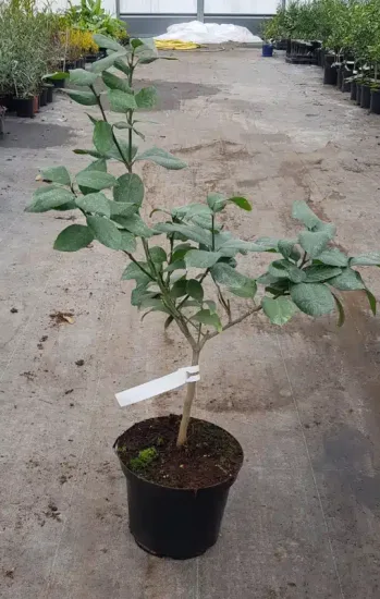 Citron meyer sanguin 'Var. sanguine' — Pot 5L Tige
