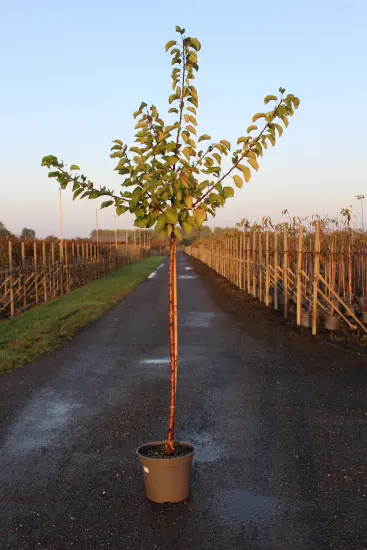 Abricotier 'Precoce saumur' (Prunus armeniaca) — jeune arbre élancé en pot sur allée · Pot 12L 1/2 tige