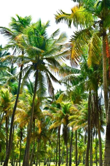 Palm d'Alexandrie