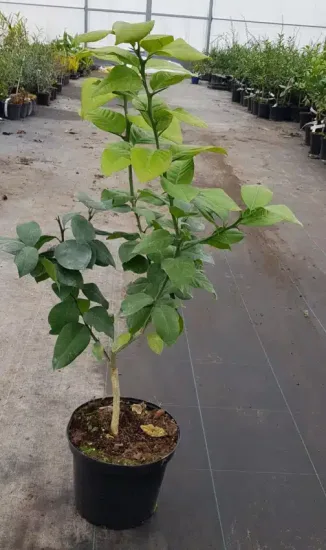 Cédrat rouge 'Pigmentata' — Pot 5L Touffe