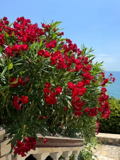 Laurier rose (rouge) — grand arbuste fleuri rouge au bord de mer