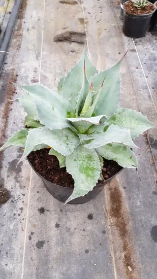 Agave à feuilles ovales 'Vanzie' (Agave ovatifolia) — rosette de feuilles épaisses gris vert en pot · Pot 8L