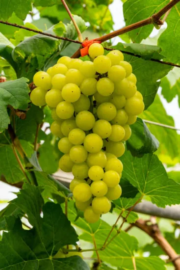 Vigne 'De table centennial seedless'