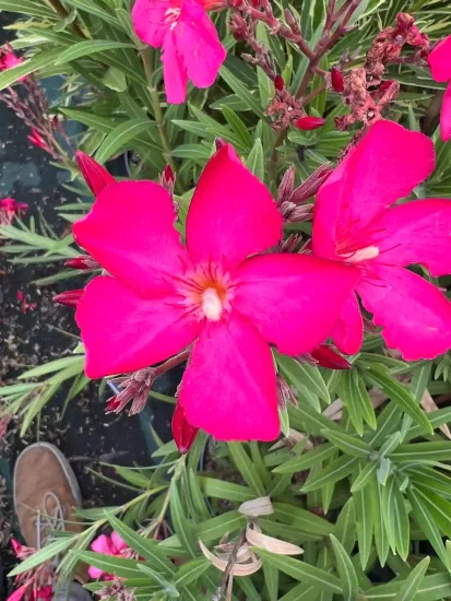Laurier rose 'Maestro' (Nerium oleander) — gros plan de fleurs rose vif et feuillage, photo 3