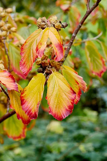 Parrotie de perse 'Vanessa'